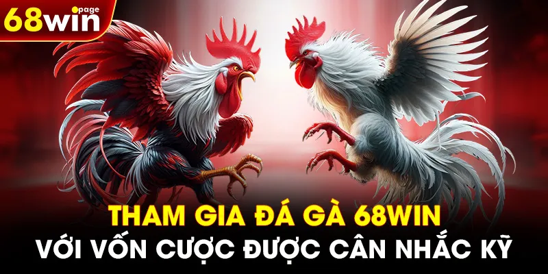 Tham gia Đá Gà 68WIN với vốn cược được cân nhắc kỹ