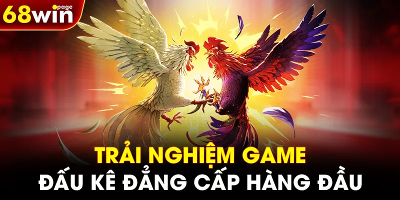 Trải nghiệm game đấu kê đẳng cấp hàng đầu